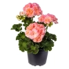 Pelargonia rabatowa 'Rosebud Astrid' – pełne różano-łososiowe kwiaty
